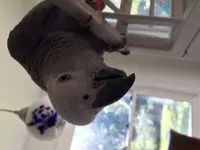 louise2015 (240x320).webp