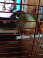 Bird.webp
