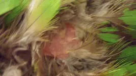Back Zoomed In.webp