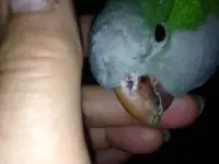 Kiwi 1 01-20-2014.webp