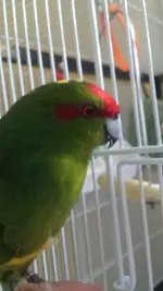 Kiki side.webp