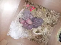 Baby birds-02.webp