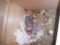Baby birds-01.webp