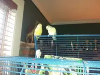 Baby birds-04.webp