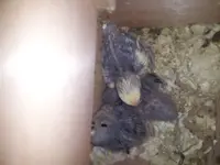 Baby birds-05.webp