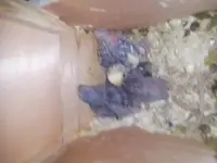 Baby birds-06.webp