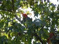 gang gang cockatoos.2.webp