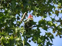 gang gang cockatoos.webp