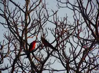 australian king parrots.webp