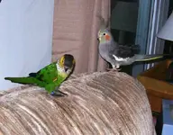 dunnybird and reilly.webp