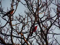 king parrots.webp