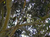 eastern rosella (2).webp