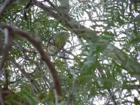 grassparakeet.webp