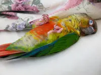 Sleeping Beauty.webp