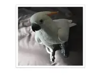 Knucky 1 1282014.webp