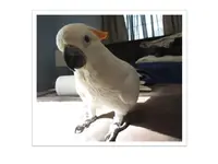 Knucky 2 1282014.webp