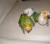 00j0j_kceymbbnM1B_600x450.webp
