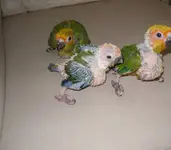 00o0o_aKiadRrdC6F_600x450.webp