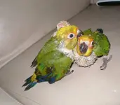 00y0y_hNz4rGDPc5t_600x450.webp