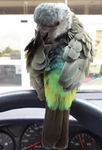 gaug preening 2.webp