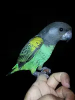 the show bird 1.webp