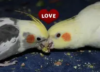 cockatiellove2.webp