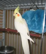 bird.webp bird.webp