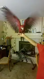Raylan Wings.webp