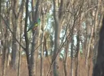 goldenshouldered male.webp