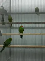 Kakariki (1).webp