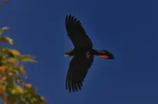 Black Cockatoos 007 31082010 D700.webp