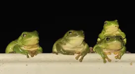 Frog Crowd 007 041110 D700.webp