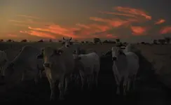 Sunset Cows 005  01082010 D700_01.webp