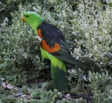 Red-Wing Lorikeet 2504 2006 011-01.webp