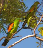 Redwing Parrots 2211 2005 004-01.webp