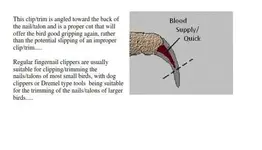 Nail Clipping-2.webp