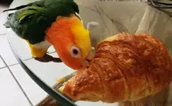 cha_croissant (2).webp