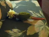 flower.webp