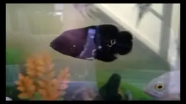 Screenshot (40).webp