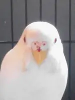 Bird....webp