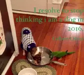 ImageUploadedByTapatalk1452193304.292176.webp