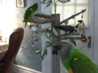 Photo Bombing Senni.webp