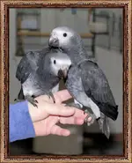 ImageUploadedByTapatalk1396207970.607319.webp