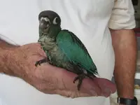 2014-03-30 T 920 (2).webp