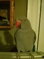 IMG_20140330_175517 - Copy.webp