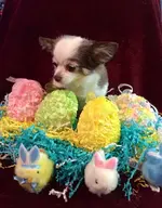 Abby easter 1.webp