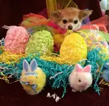 Lacy easter1.webp