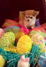 lacyeaster2.webp