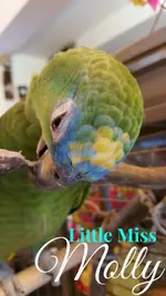 little miss molly.webp