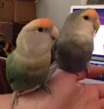 birds.webp
